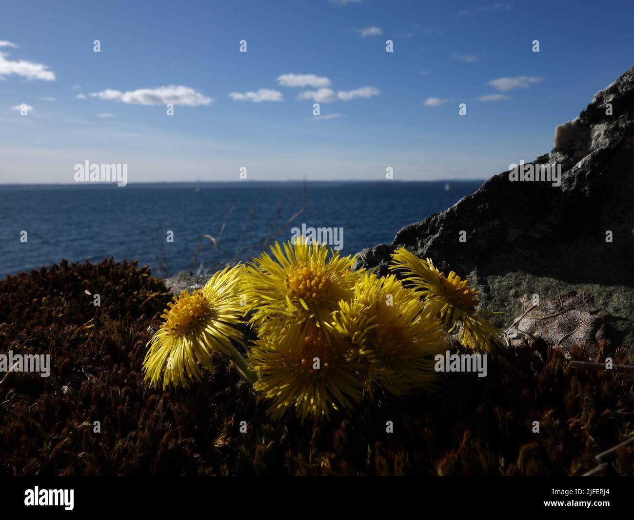 Piede di coltre, Tussilago farfarfarara, tra roccia e muschio, con il fiordo di Oslo e il cielo blu sullo sfondo. Foto Stock