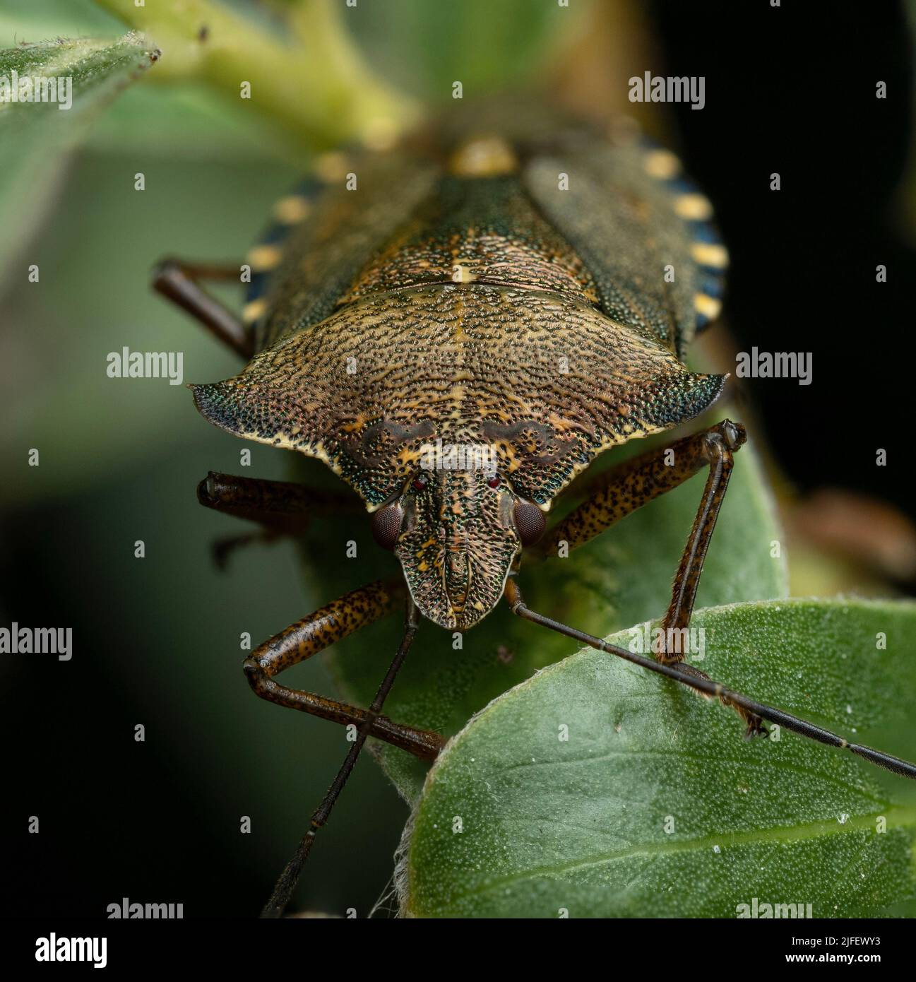 A Forest Bug - scudo bug stink bug - in un parco del Regno Unito Foto Stock