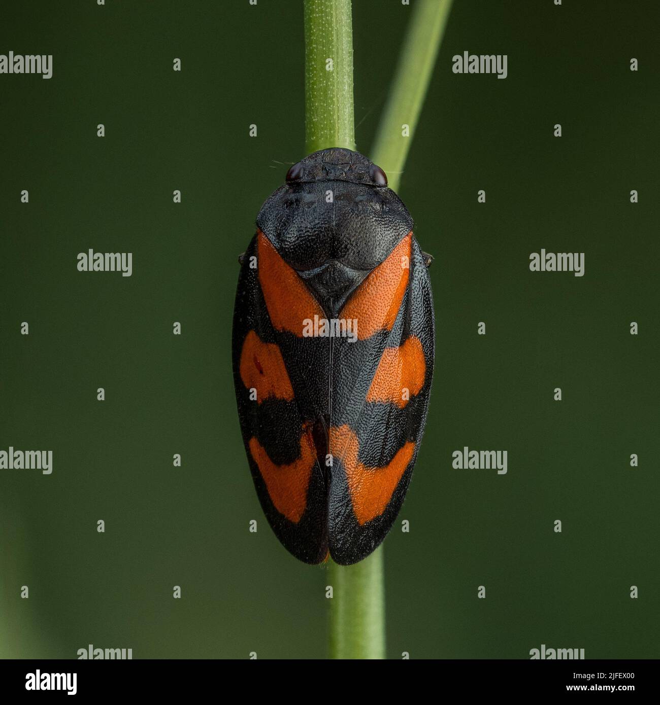 Una Froghopper rossa e nera - Cercopis vulnerabile - in un parco britannico Foto Stock