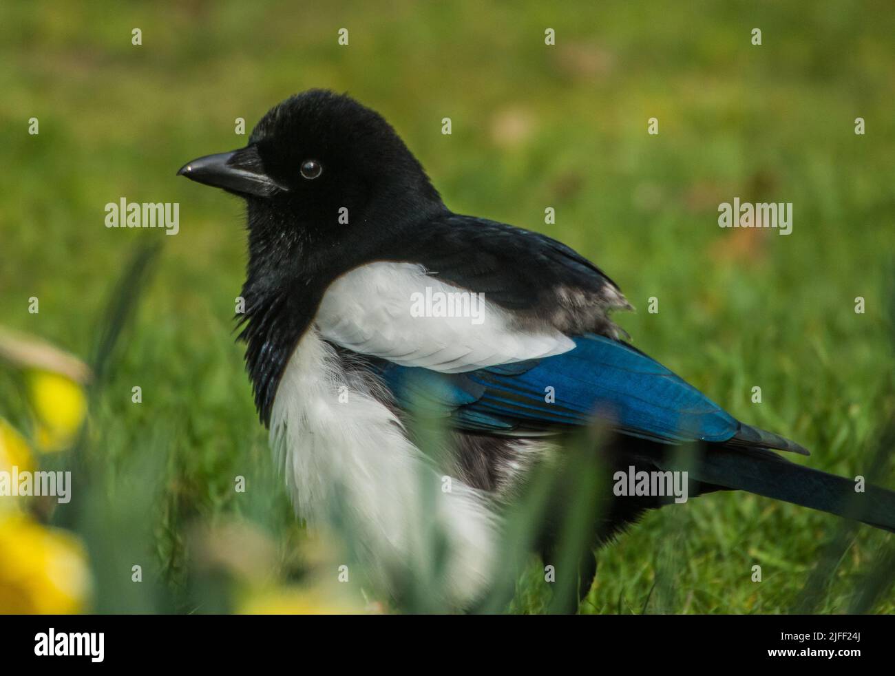 Morbido Magpie Foto Stock