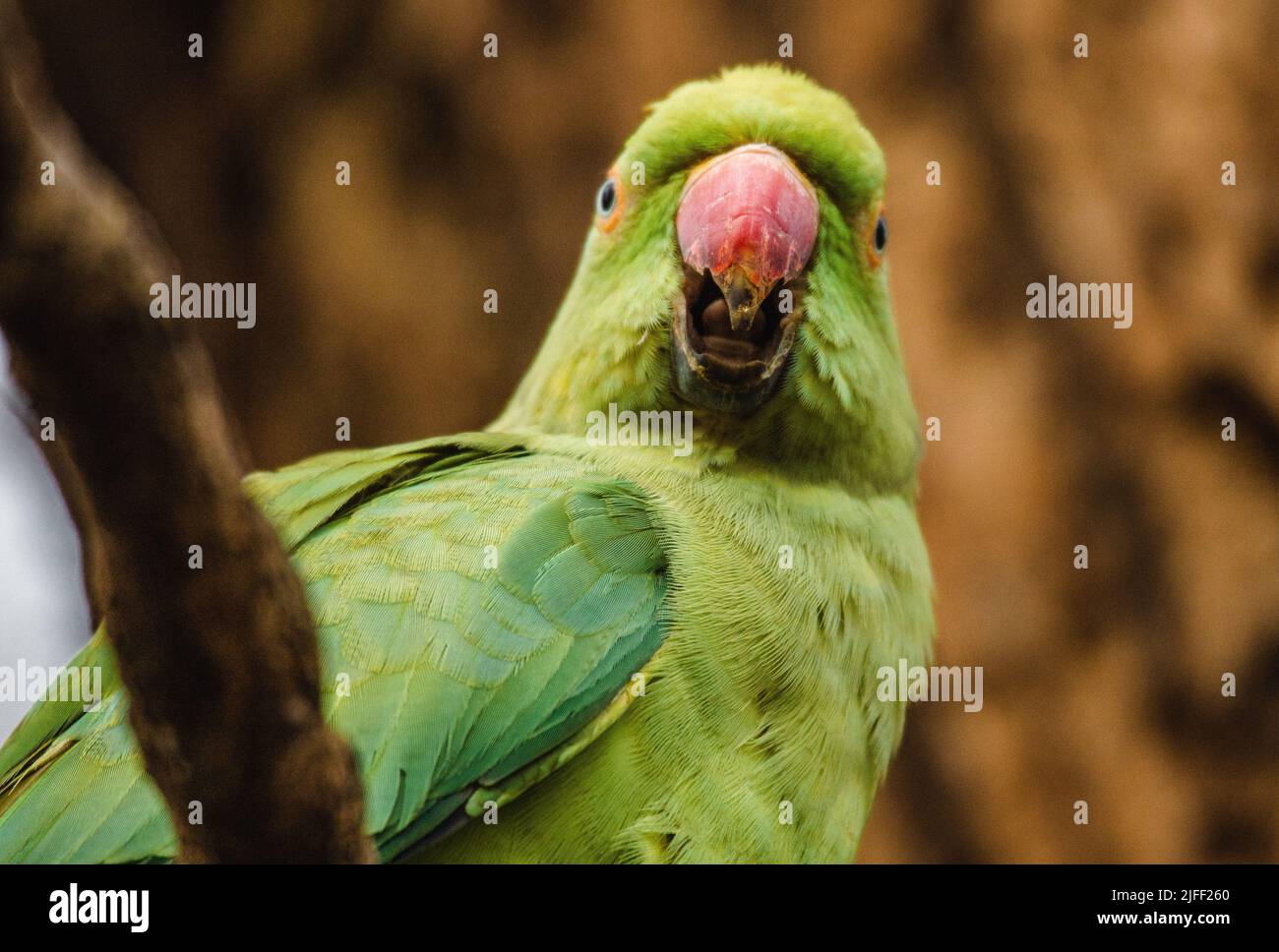 Aprire il Parakeet con il boccaglio Foto Stock
