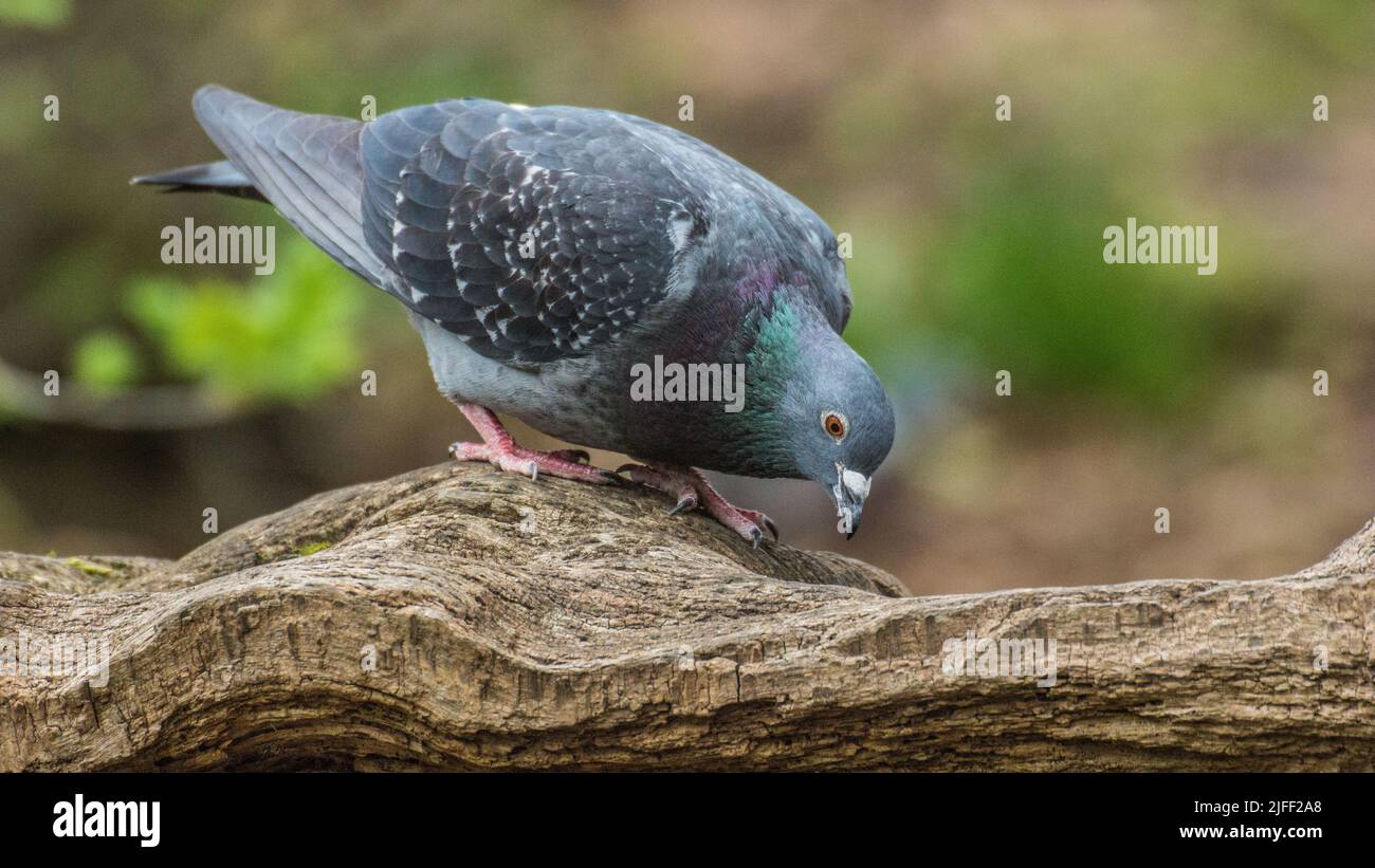 Cos’è quello Foto Stock