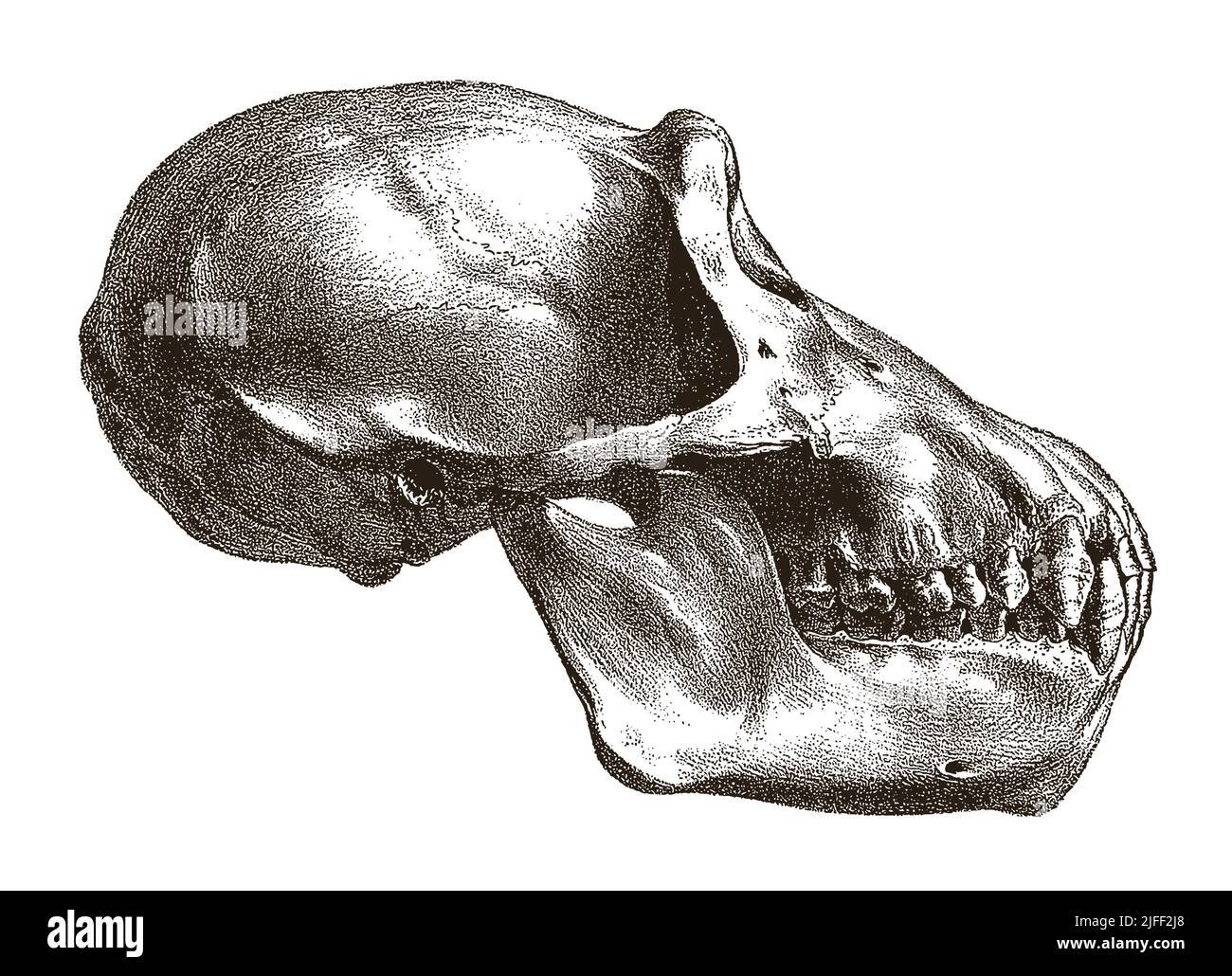 Scimpanzee pan troglodytes cranio in profilo, dopo antiche incisioni del 19th secolo Illustrazione Vettoriale