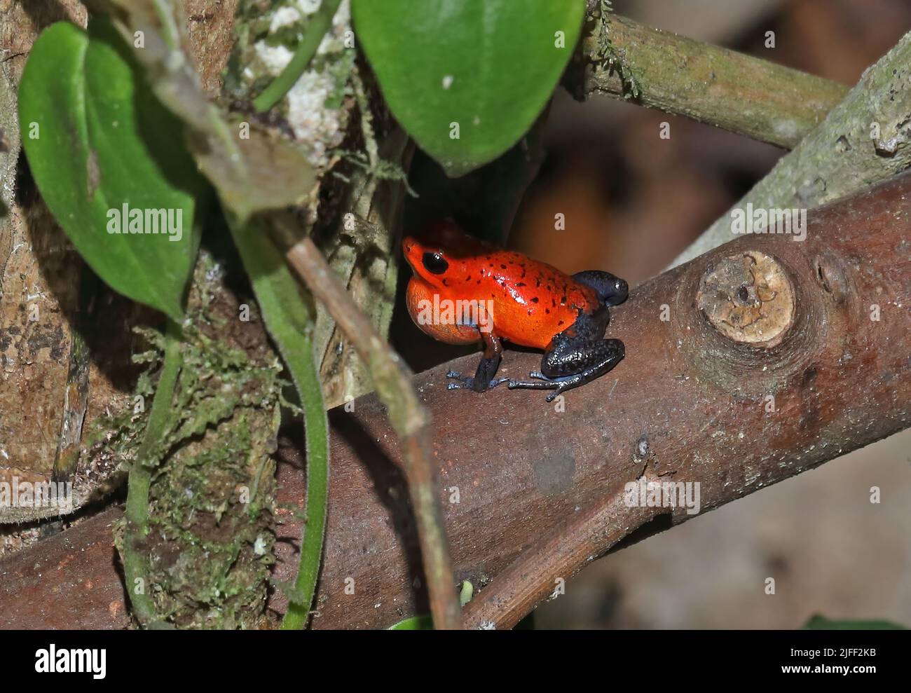 Rana velenosa di fragole (Oophaga pumilio) adulto in piedi su ceppo caduto che chiama la Selva, Costa Rica, Marzo Foto Stock