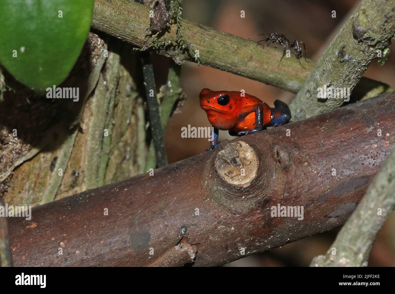 Rana velenosa di fragole (Oophaga pumilio) adulto in piedi sul ceppo caduto la Selva, Costa Rica, Marzo Foto Stock