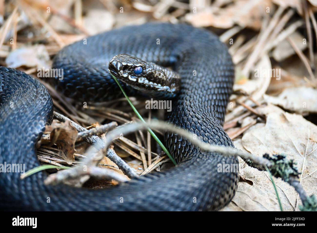 Il vipera nel mese di maggio. Un serpente in un parco nazionale è sotto protezione affidabile. Foto Stock