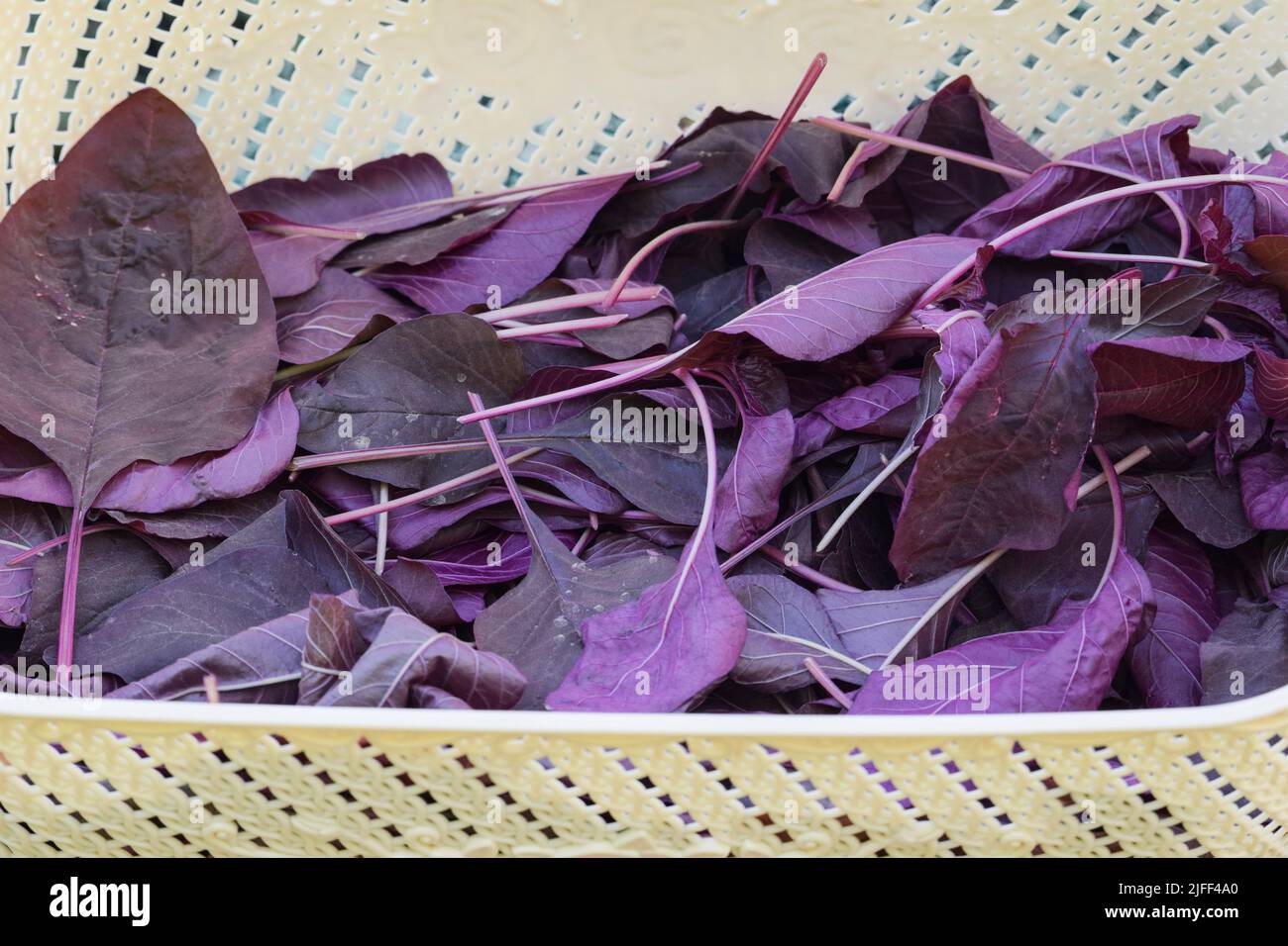 Cestino di verdure a foglia di spinaci rossi biologici. Raccolto a mano cresciuto in India Asia. Foto Stock