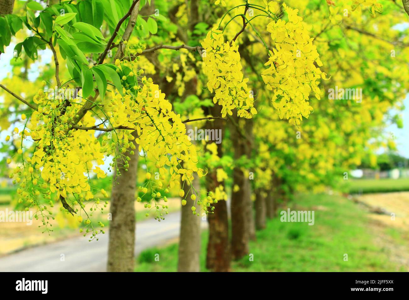 Splendido scenario degli alberi della doccia dorata (Senna doccia dorata, Laburnum indiano, Pudding Pipe Trees) e strada in estate Foto Stock