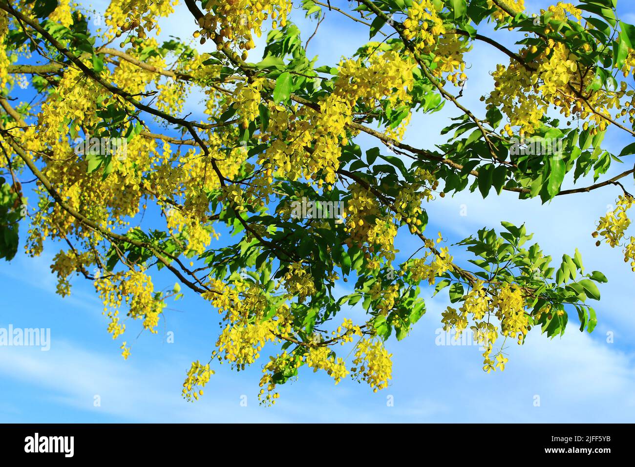 Fiori in fiore del Golden Shower Tree (Senna doccia d'oro, Laburnum indiano, Pudding Pipe Tree), primo piano di fiori gialli che sbocciano sui rami Foto Stock