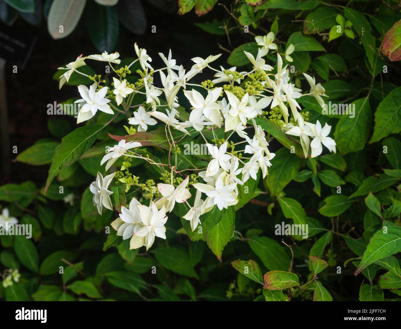 Due fiori bianchi sterili circondano i fertili fiori della dura montagna hydrangea, Hydrangea serrata 'Shirotae' Foto Stock