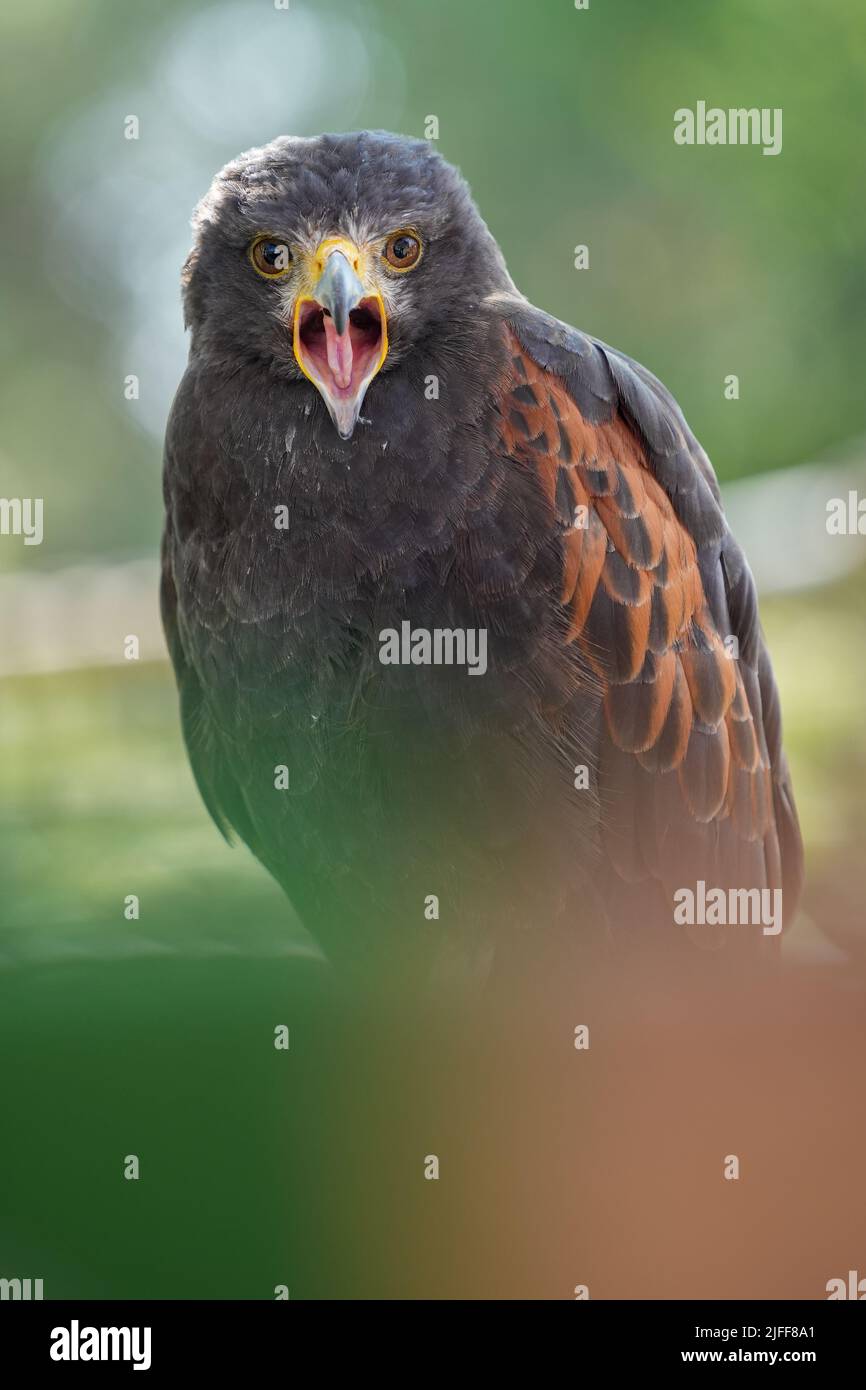 Un colpo verticale di un becco nero del gancio del falco largo aperto con verde sfocato sullo sfondo Foto Stock