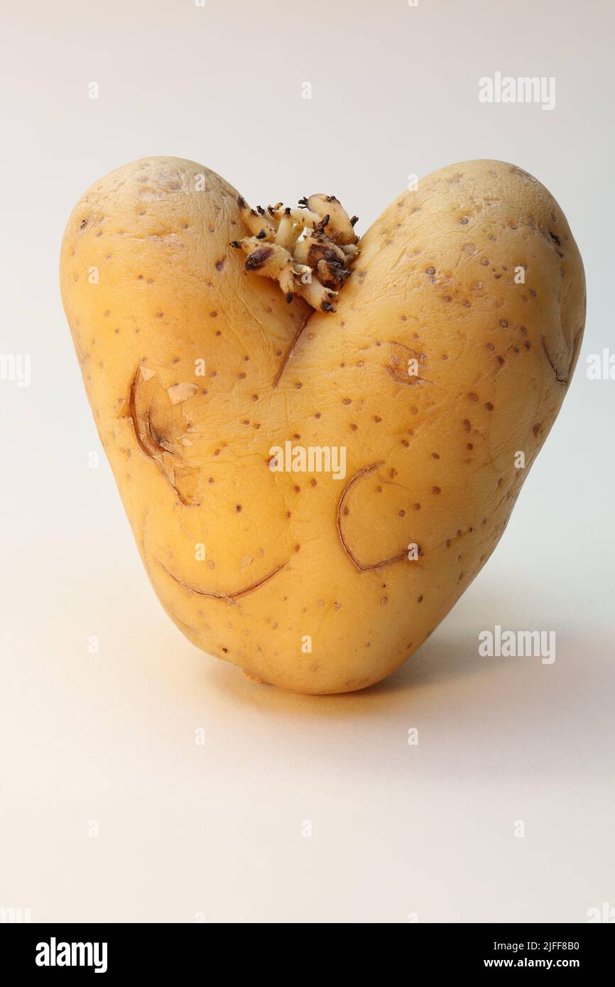 La vecchia patata ruggiva e germogliava, a forma di cuore. Foto Stock