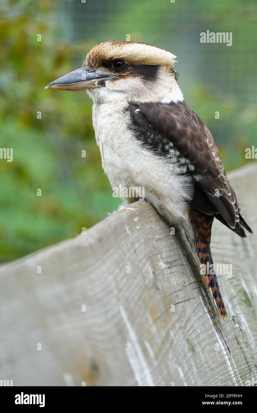 Un colpo verticale di un uccello con un becco affilato seduto su un bastone Foto Stock