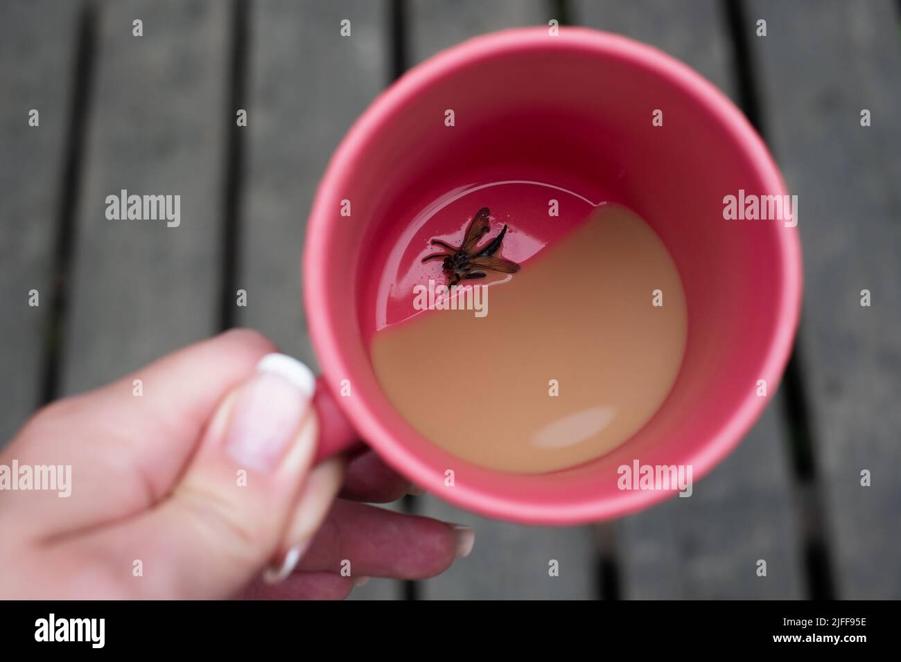 WASP nuotare in un drink. Pericolo di deglutizione da parte del WASP. Bug nella tazza di caffè. Foto Stock