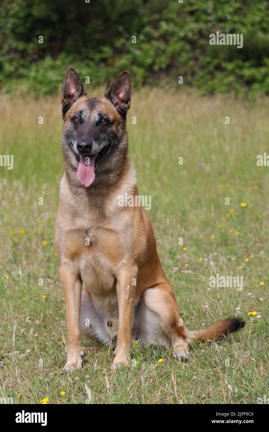 Malinois Belga Shepherd cane in attesa di giocare con la sua palla, canino sport di allenamento nel gioco Foto Stock