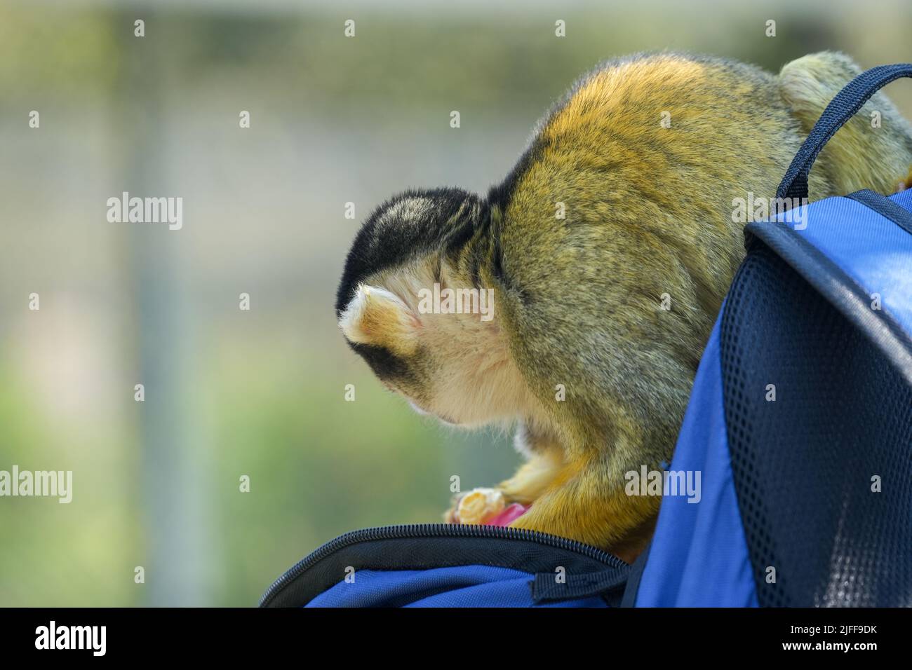 Una piccola scimmia che tiene il cibo in mano e si siede su un sacchetto blu Foto Stock