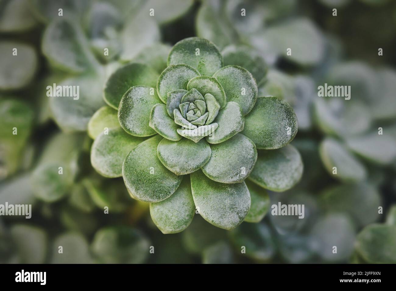 Primo piano della pianta di Stonecrop di 'Sedum spathulifolium Cape Blanco' Foto Stock