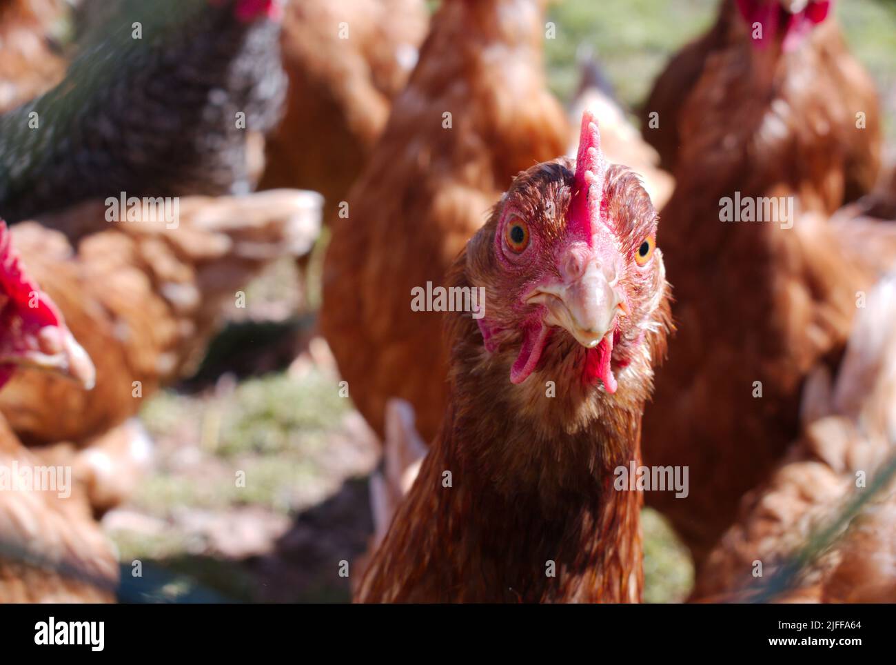 Un primo piano di polli in una fattoria in una giornata di sole Foto Stock