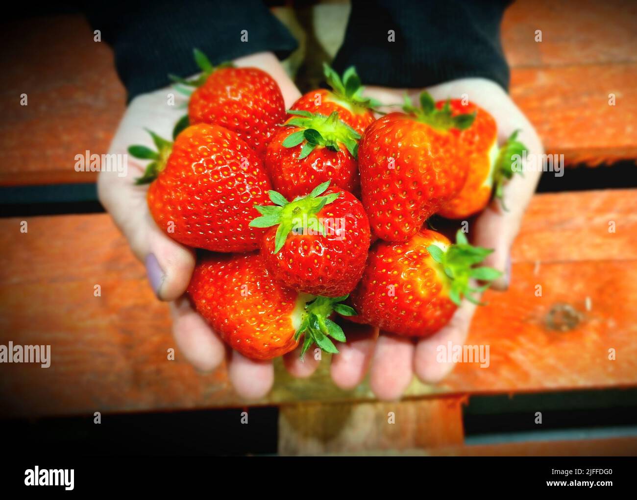 Le fragole fresche in mano - doni della natura Foto Stock