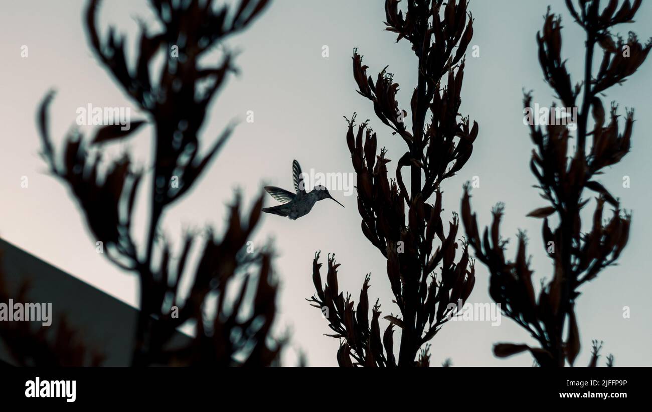 Appena un hummingbird che mangia Foto Stock
