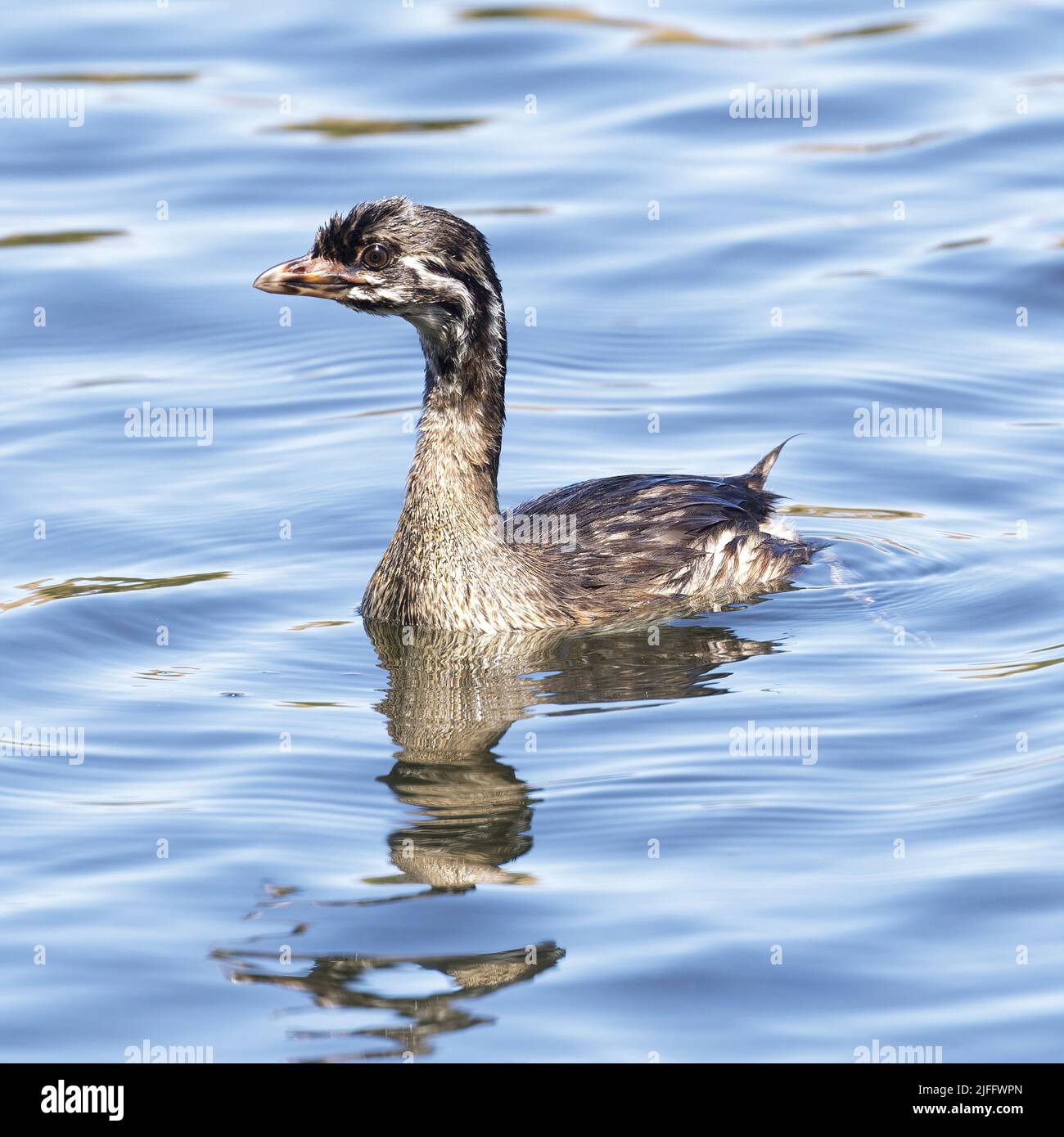 Gebe giovanile pied-fatturato nuoto in un lago. Contea di Santa Clara, California, Stati Uniti. Foto Stock