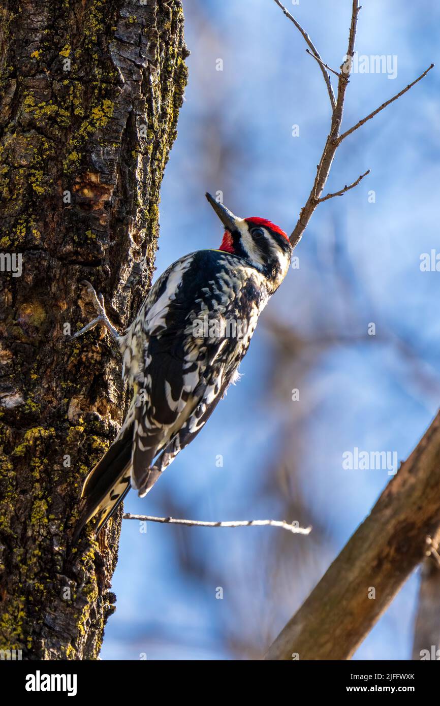 Sapsucker giallo su un lato albero in minnesota Foto Stock