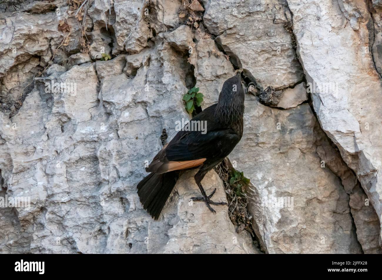 Onychognathus tristramii o grackle di Tristrom, originario del Medio Oriente, nidificano principalmente su pareti rocciose Foto Stock