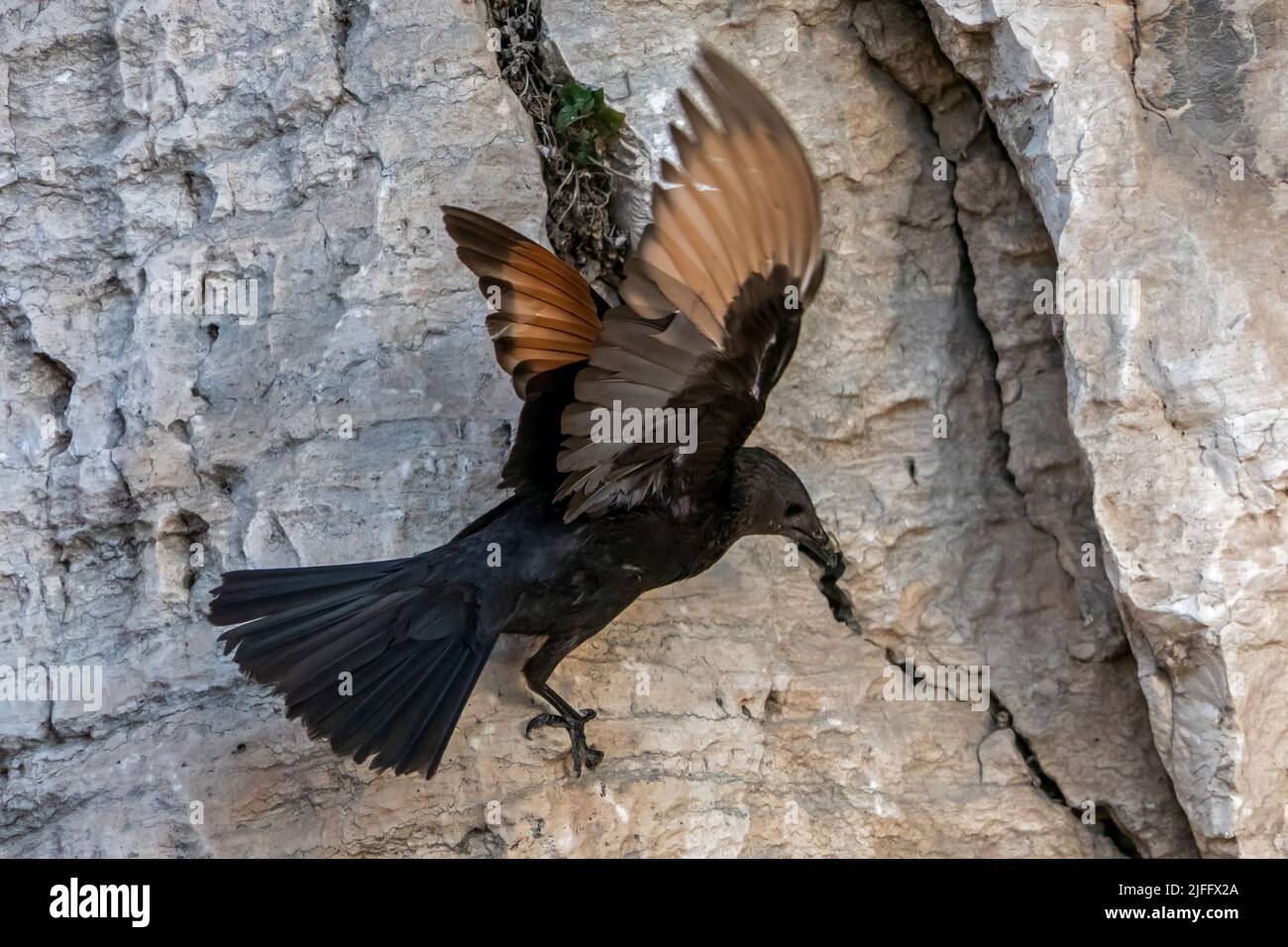 Onychognathus tristramii o grackle di Tristrom, originario del Medio Oriente, nidificano principalmente su pareti rocciose Foto Stock