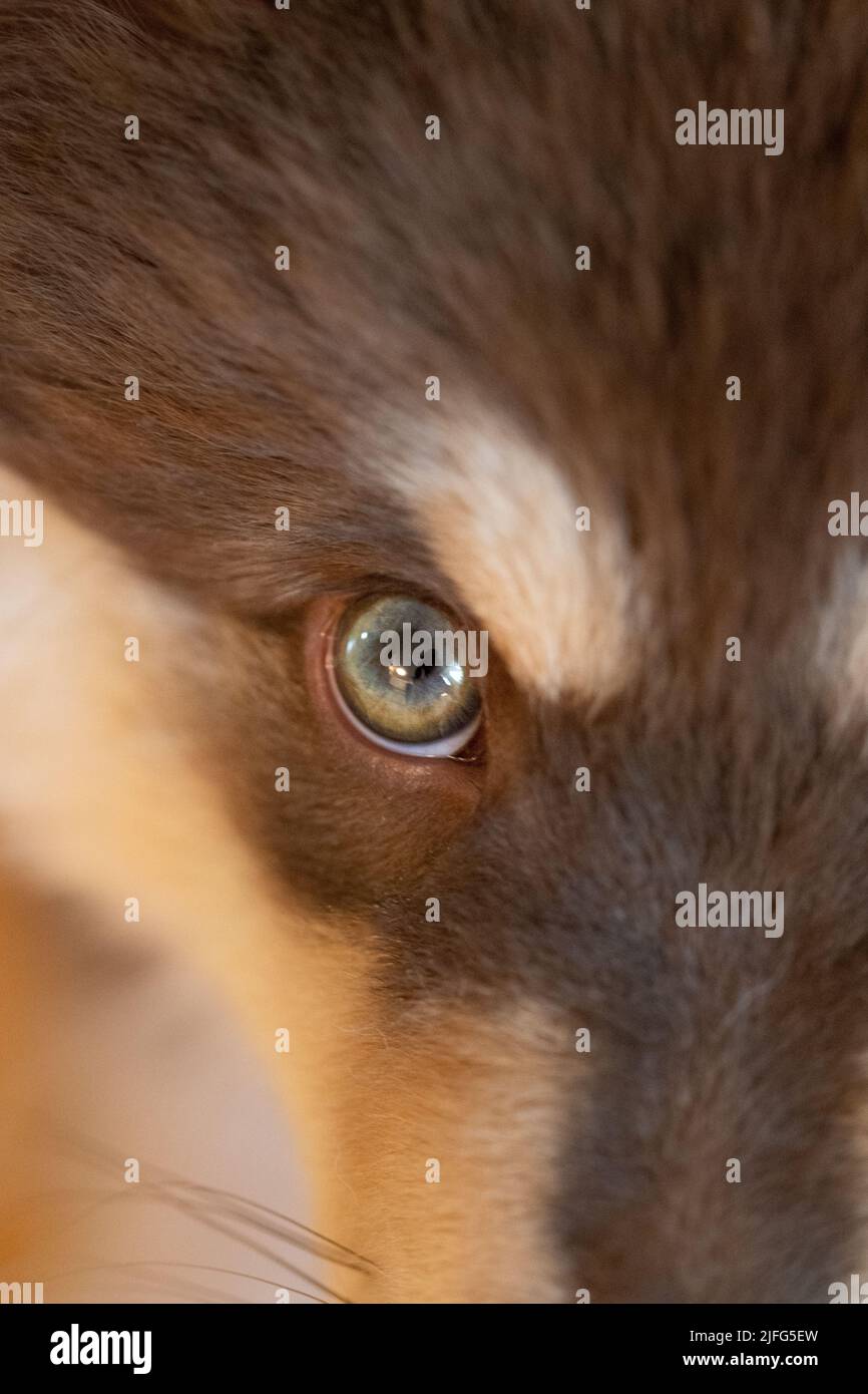 Primo piano o macro di un occhio di un cane finlandese Lapphund o cucciolo Foto Stock