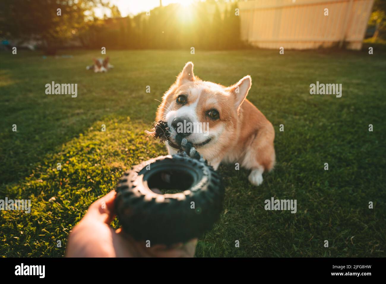 Divertente sorridente gallese pembroke corgi giocando con cane giocattolo all'aperto in una giornata di sole. Proprietario che gioca con il suo cane carino. Cane con giocattolo in bocca Foto Stock