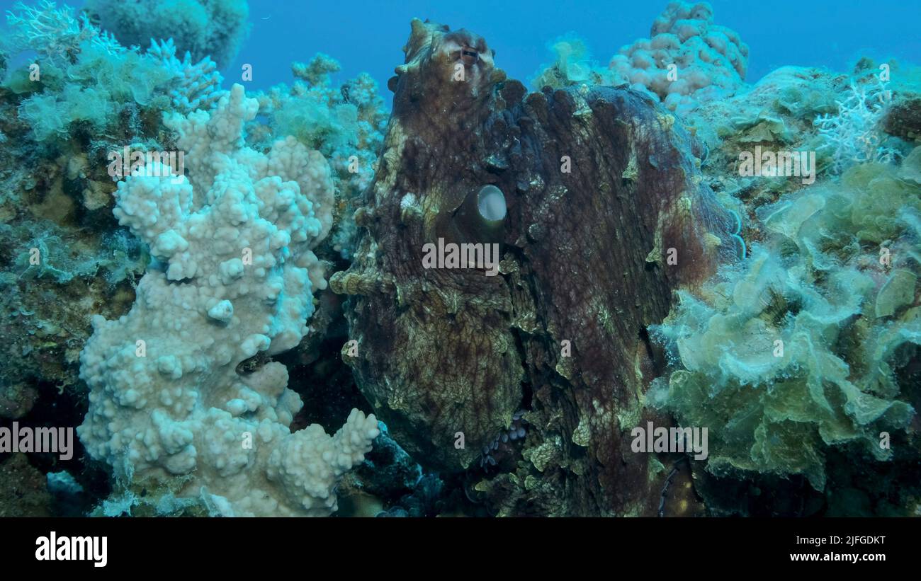Ritratto di Octopus rosso grande siede sulla barriera corallina. Comune Reef Octopus (Octopus cianea), primo piano. Mar Rosso, Egitto Foto Stock