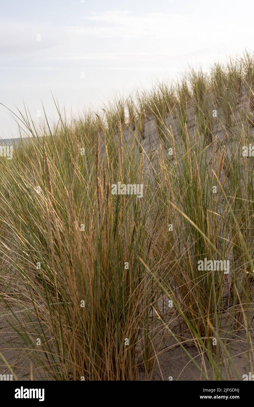 Erba delle dune come protezione per la duna e anche habitat per animali e insetti in estate. Foto Stock