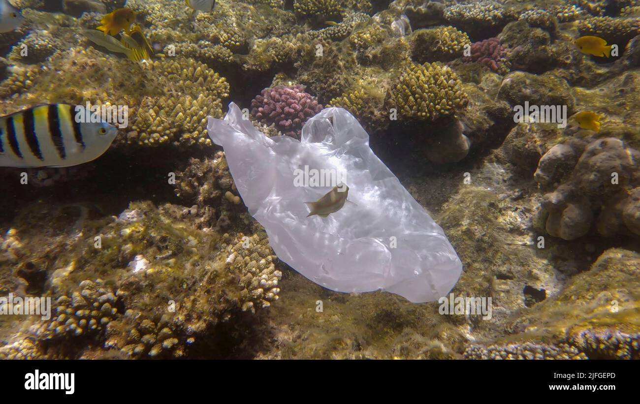 L'inquinamento plastico dell'Oceano, un sacchetto di plastica wtite scartato sulla barriera corallina tropicale, sullo sfondo blu dell'acqua nuota la scuola di pesci tropicali. Annulla Foto Stock
