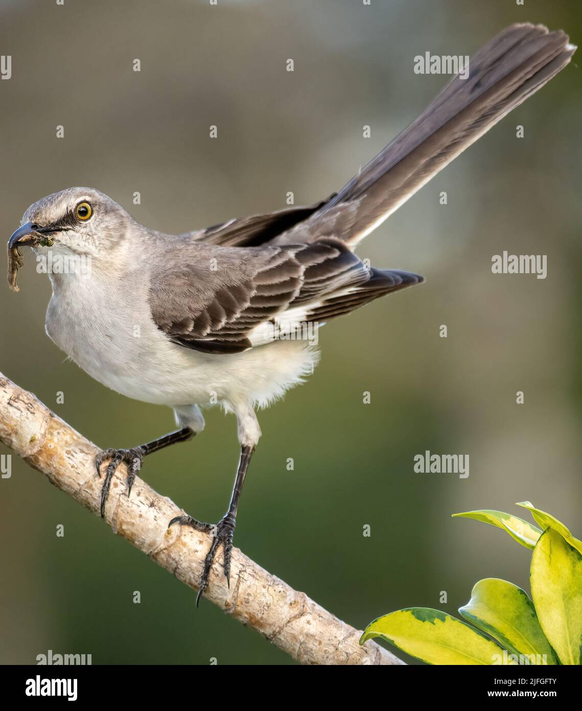 Un primo colpo di un Mockingbird settentrionale con un verme in bocca Foto Stock