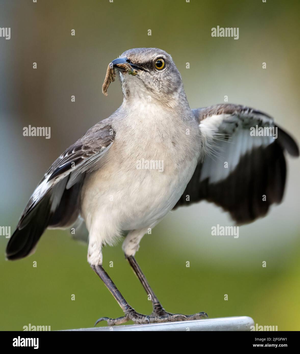 Un primo colpo di un Mockingbird settentrionale con un verme in bocca Foto Stock