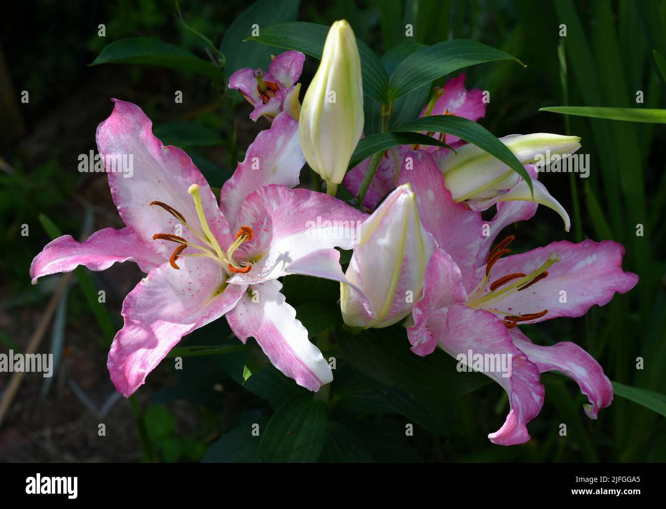 lys Rose Joséphine (jardin du ruisseau de l'église 2022) Foto Stock