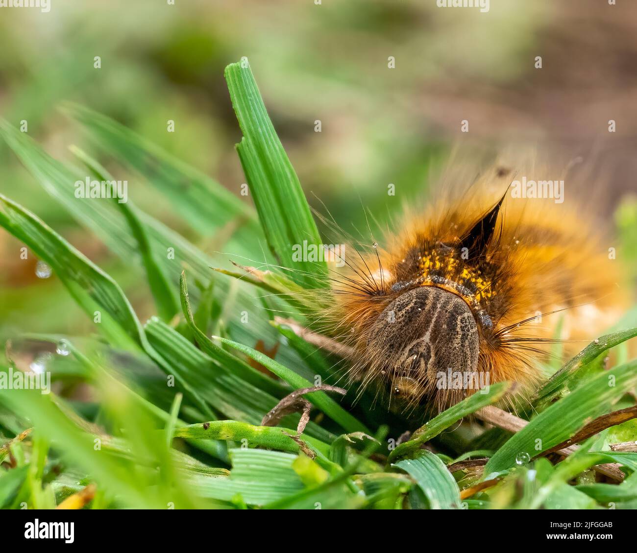 Primo piano su un peloso drinker falce bruco, Euthrix potatoria strisciando in erba Foto Stock