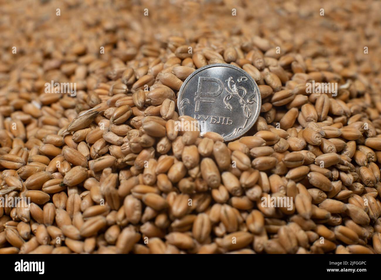 Moneta russa sullo sfondo del grano rubato. Il concetto di fame. Foto Stock