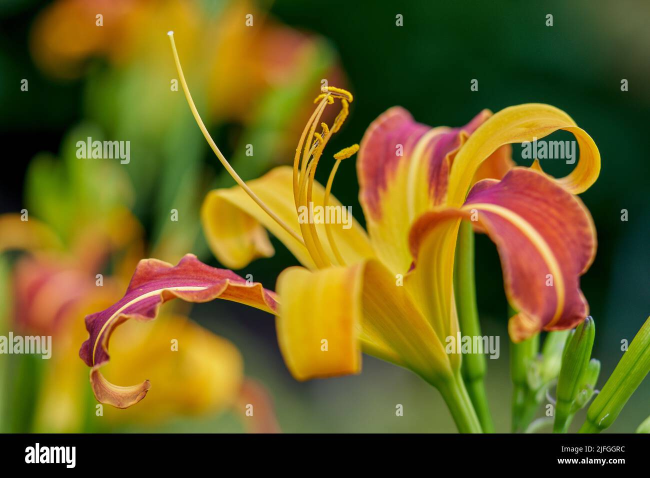 Colorfull giorno fiore giglio primo piano Hemerocallis Foto Stock