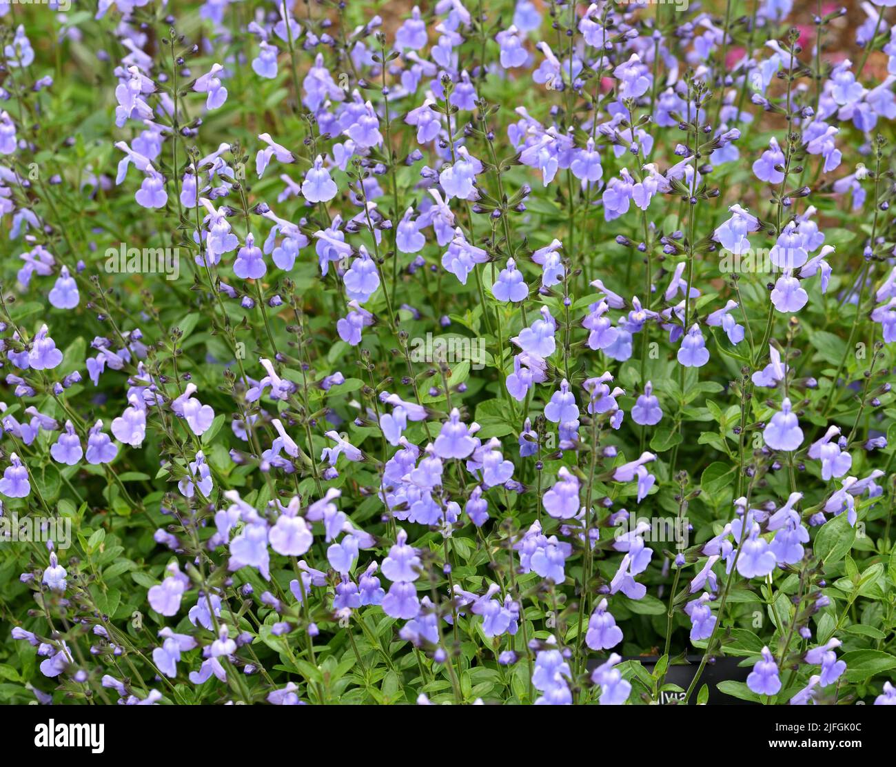 Salvia delice Aquamarine. Foto Stock