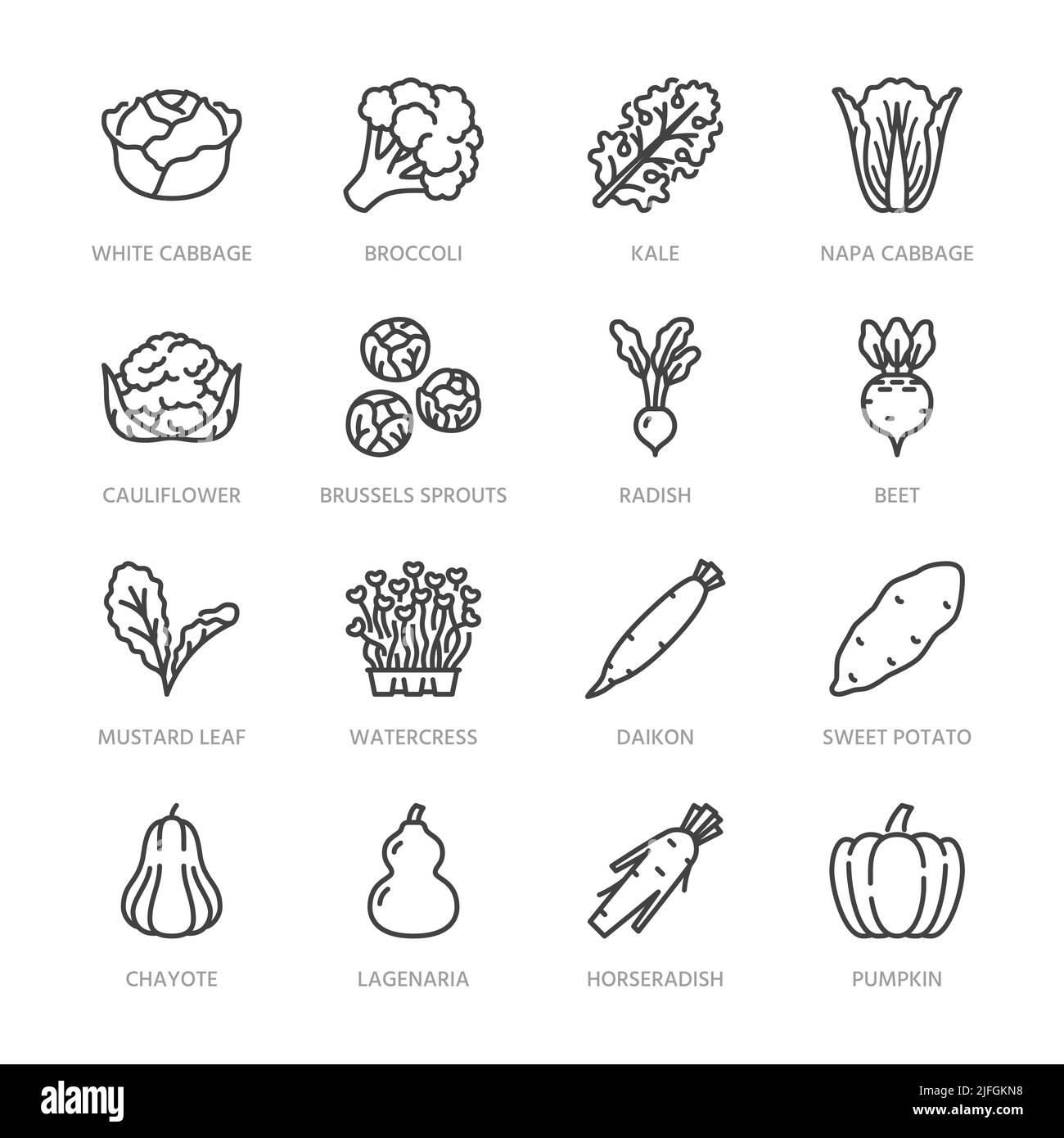 Set di icone a linea piatta per verdure a cavolo. Kale, broccoli, cavolfiore, cavolfiori di bruxelles, radish daikon illustrazioni vettoriali di barbabietole. Pittogramma di contorno Illustrazione Vettoriale