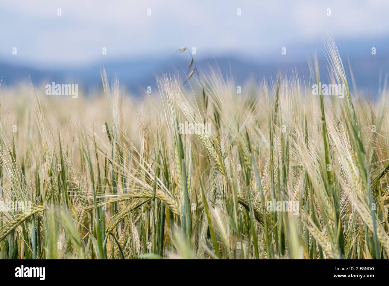 Orzo, Hordeum vulgare, campo di coltura, Catalogna, Spagna Foto Stock