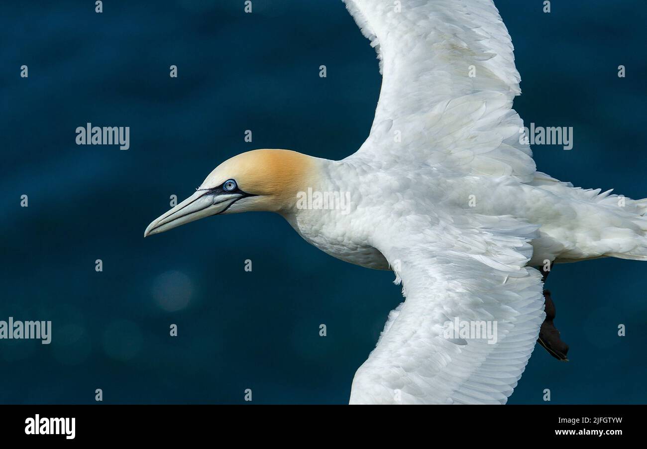 Northern Gannet (Morus bassanus), Hermaness, Isole Shetland, Scozia, Regno Unito Foto Stock