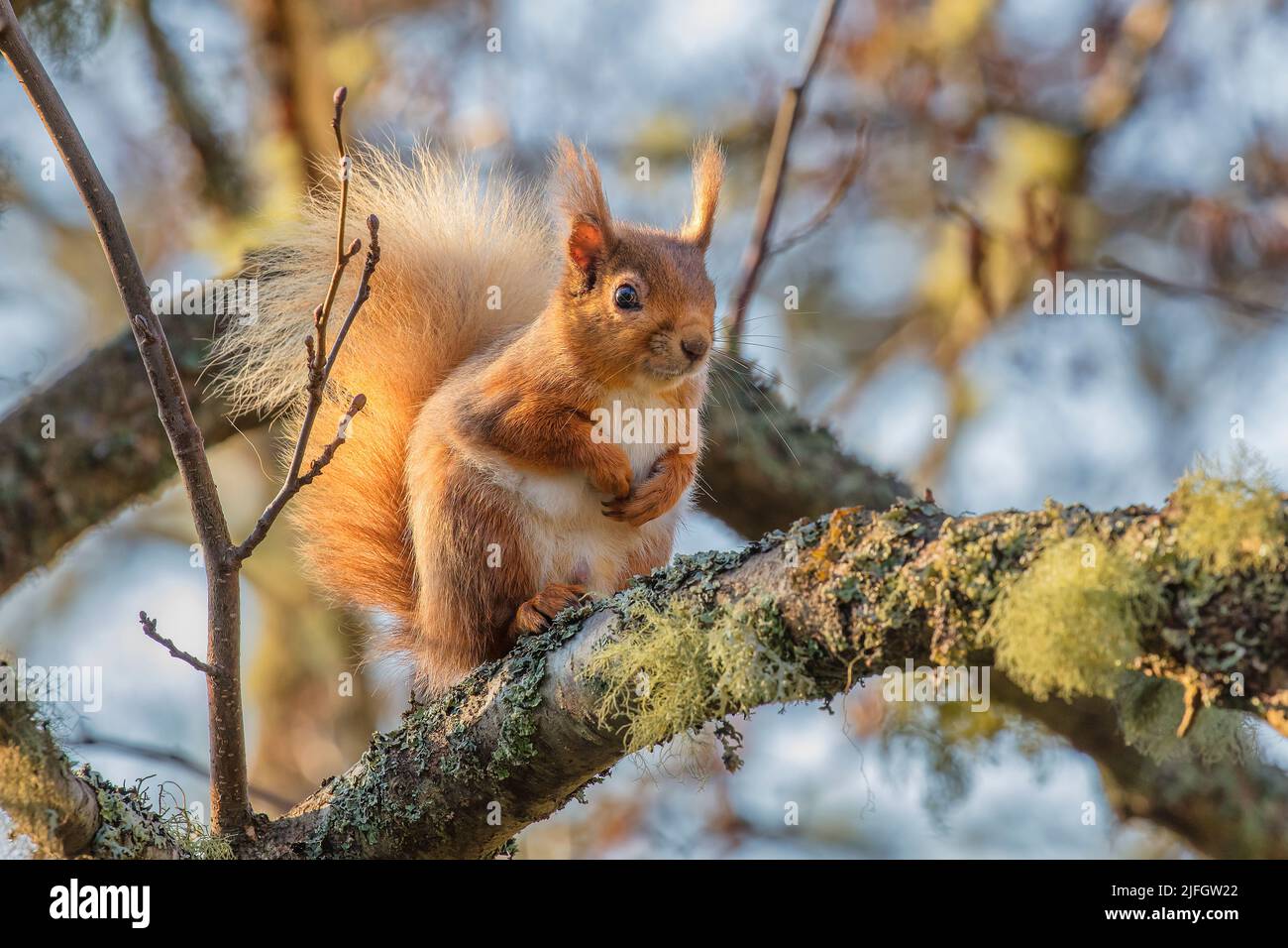 Red scoiattolo (Sciurus vulgaris) Foto Stock