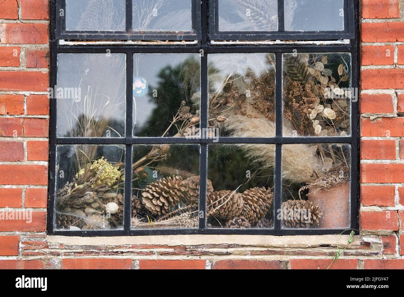 Fiori secchi, coni di pino ed erbe in una finestra di capannone presso RHS Wisley Gardens, Surrey, Inghilterra Foto Stock