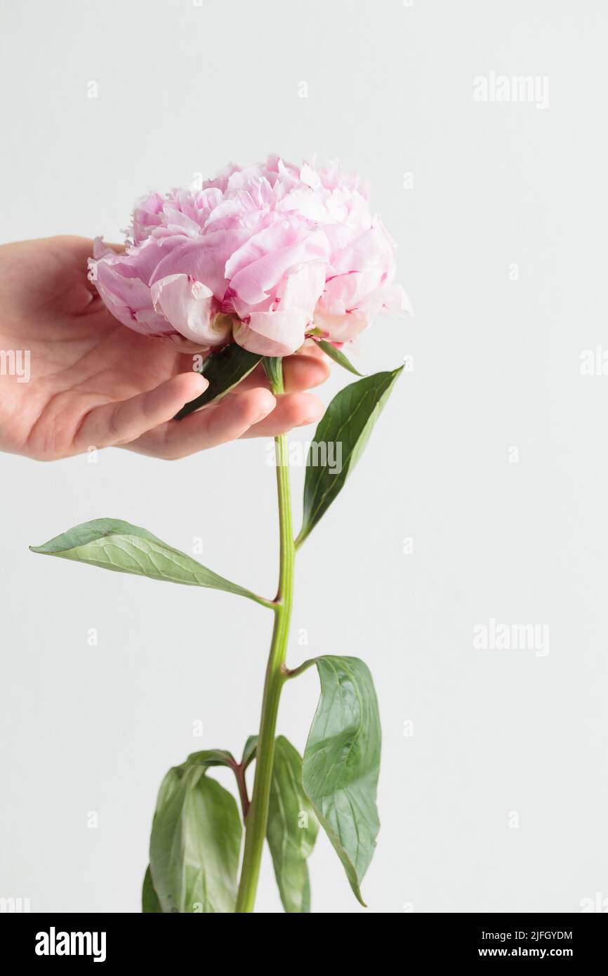 Fresca peonia rosa color pastello in piena fioritura con una mano umana su  sfondo bianco. Spazio di copia Foto stock - Alamy