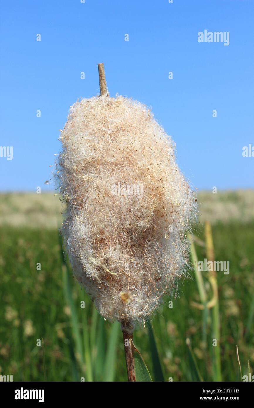 Comune di giunco (Typha latifolia) Foto Stock