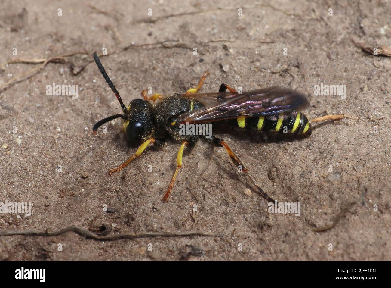 Digger Wasp con coda di sabbia - Cerceris arenaria - maschio, South Stack RSPB Reserve, Anglesey Foto Stock