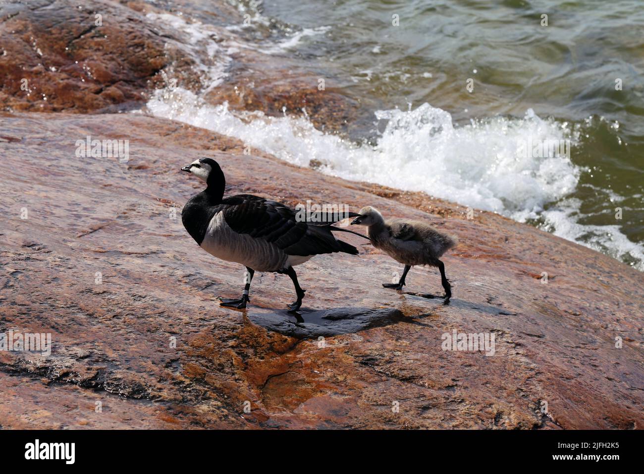 Famiglia di oche a Eiranranta, Helsinki, Finlandia. Un'oca grande e un'oca bambino che viene dal mare alle rocce. Città natura fotografata. Foto Stock