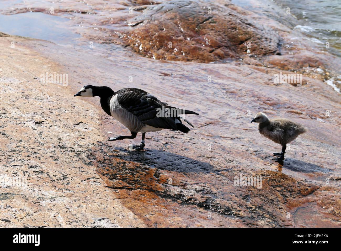 Famiglia di oche a Eiranranta, Helsinki, Finlandia. Un'oca grande e un'oca bambino che viene dal mare alle rocce. Città natura fotografata. Foto Stock